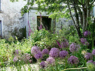 faded glory in the front garden