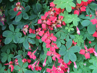 Tropaeolum in the front garden