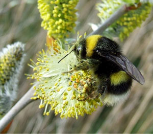 bees on the willow blossom