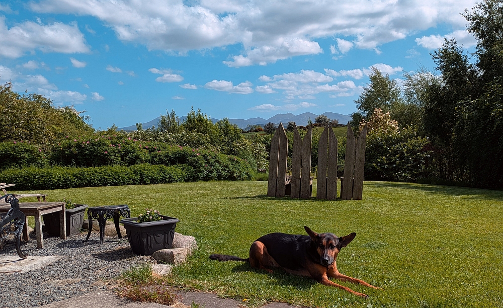 summer comes to the lawn